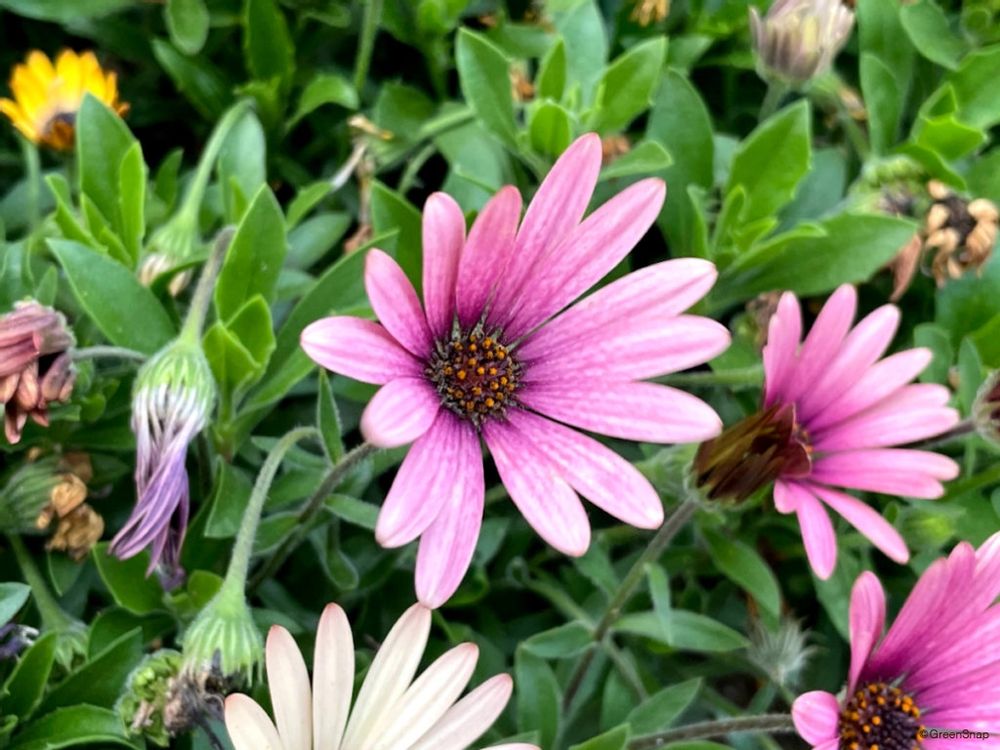 オステオスペルマム