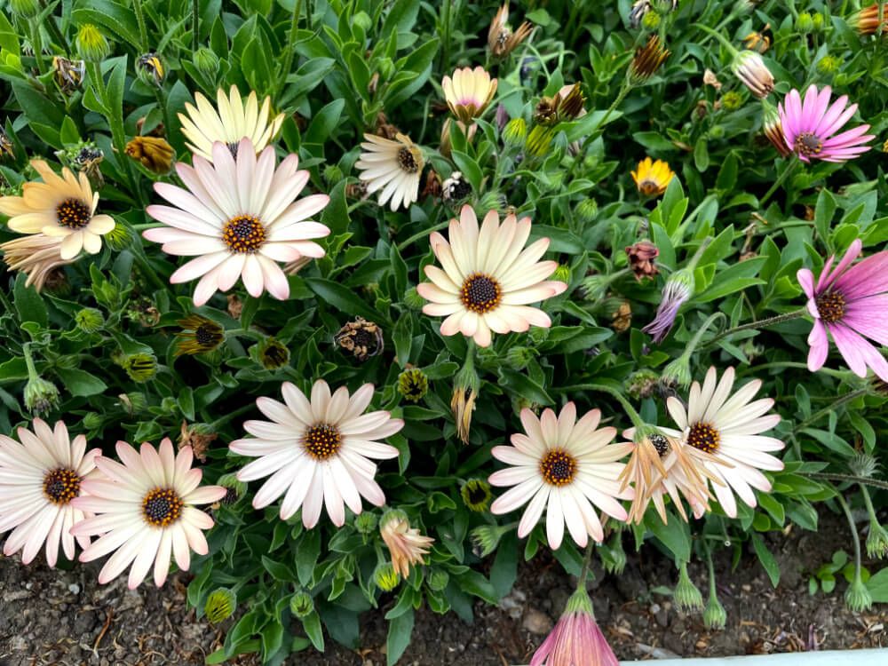 オステオスペルマム