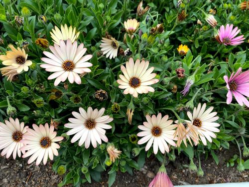 オステオスペルマムの花言葉 種類や意味 初心者におすすめ Greensnap グリーンスナップ