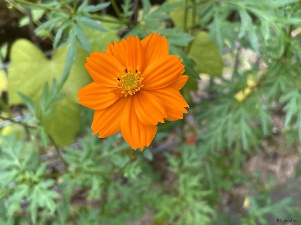 キバナコスモス