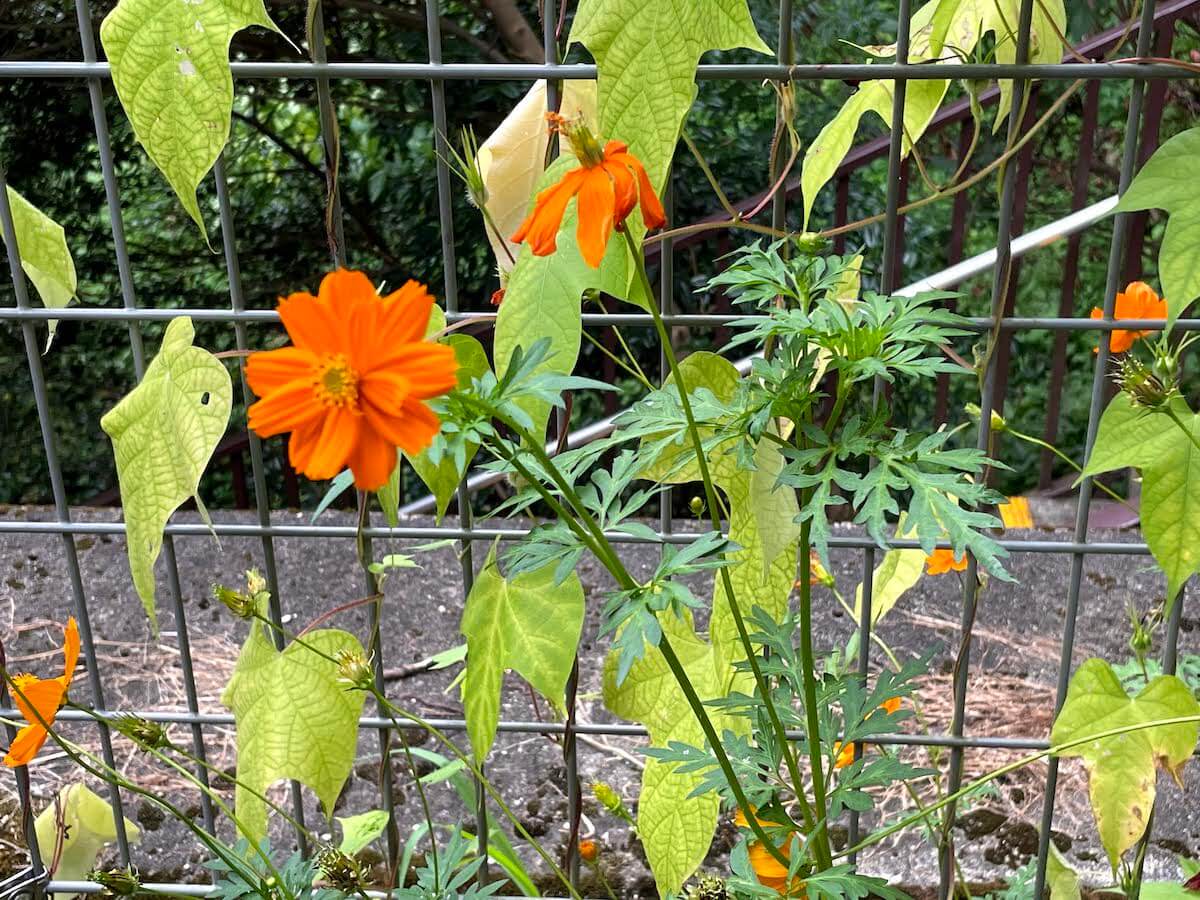 キバナコスモスの花言葉 他のコスモスと意味は違うの 種類もご紹介 Greensnap グリーンスナップ