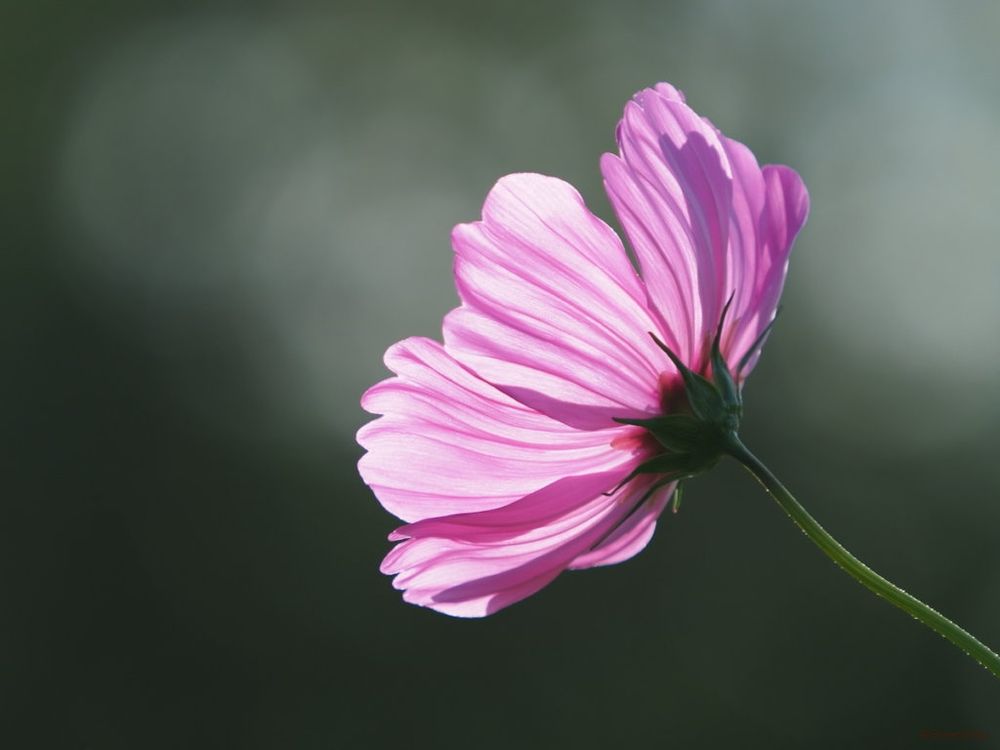 コスモス ピンク