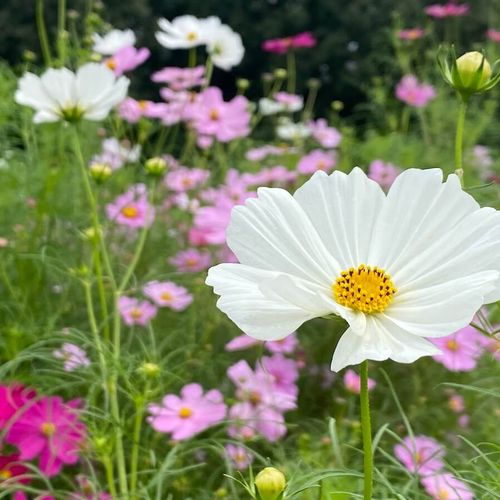 コスモス 秋桜 の花言葉 怖い意味があるの オレンジなど 色別の意味は Greensnap グリーンスナップ