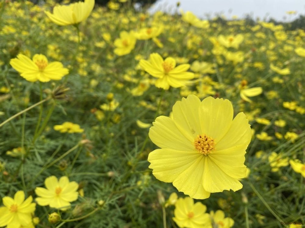 コスモス 黄色