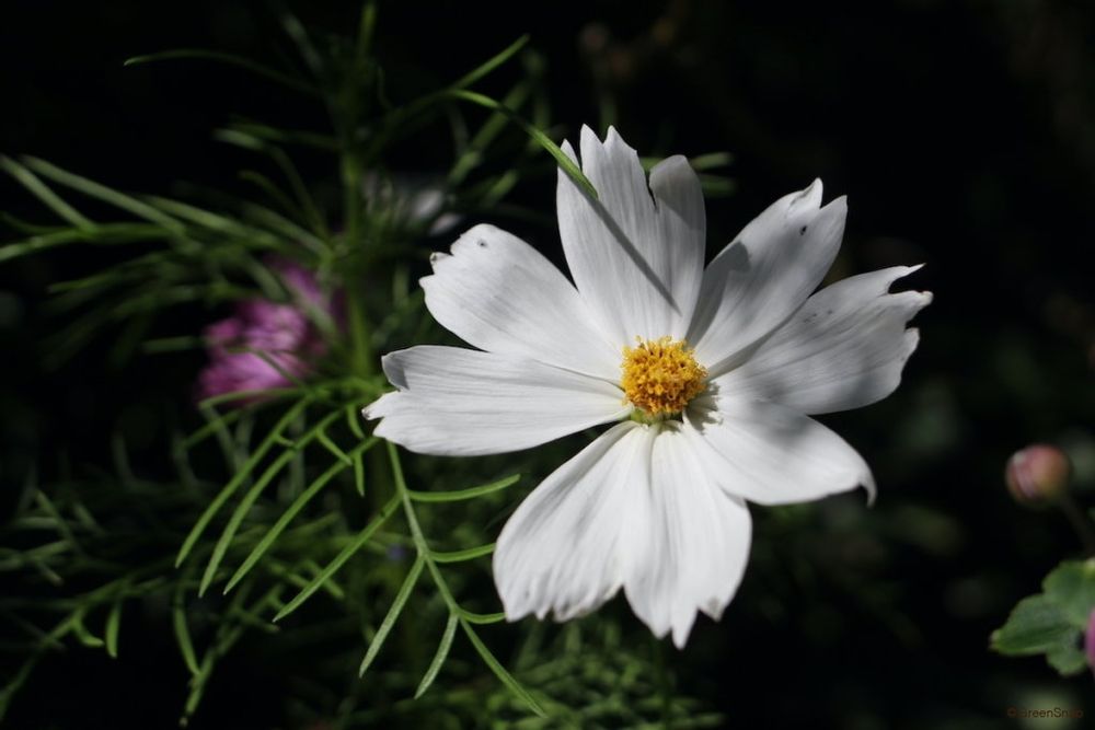 コスモス 白