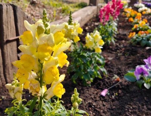 ストックの花言葉 色別の意味や花の種類 花束がおすすめ Greensnap グリーンスナップ