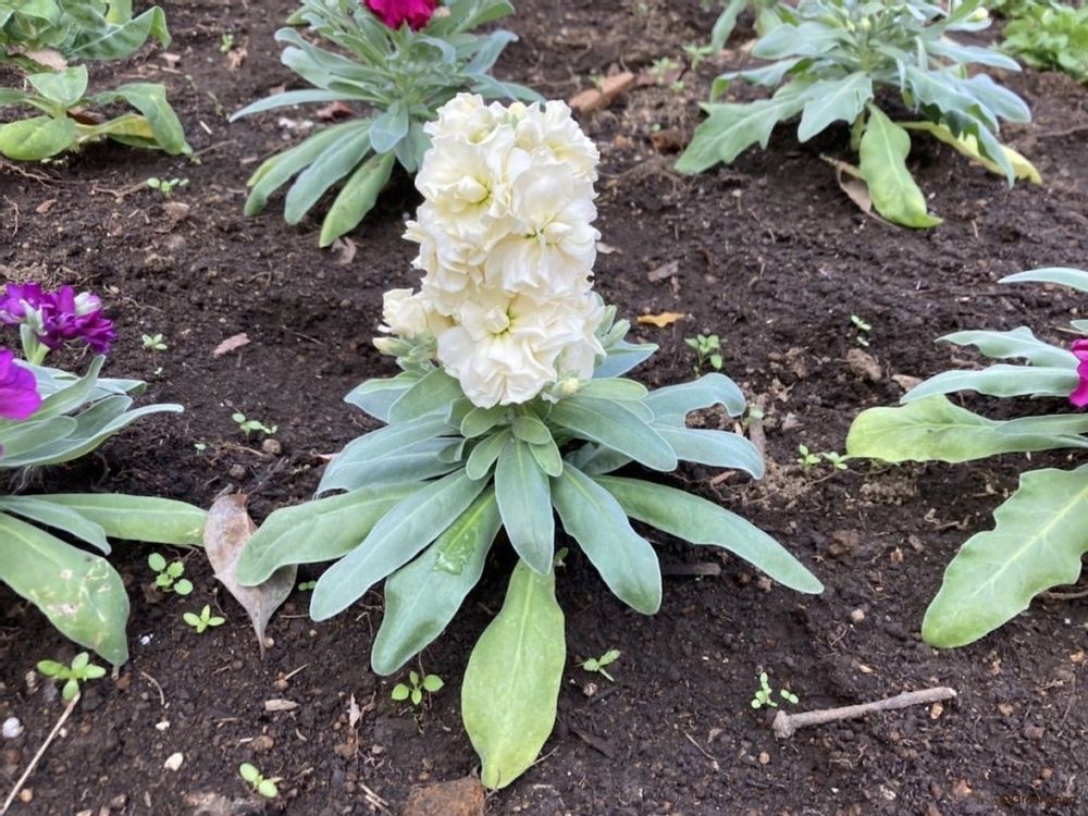 ストック 地植え