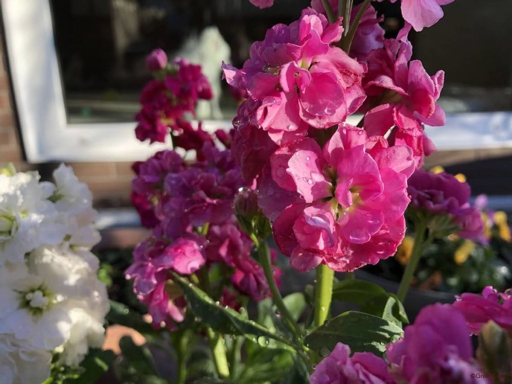 ストック ピンク 日当たり