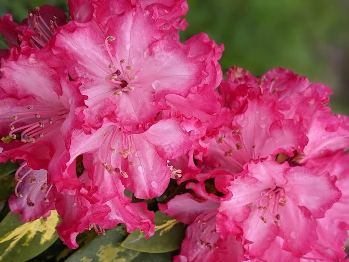 シャクナゲ 石楠花 の花言葉 怖い意味はある 花の見頃の季節や種類は Greensnap グリーンスナップ