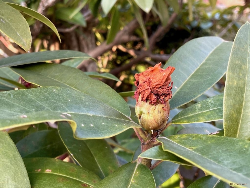 シャクナゲ 石楠花 の育て方 剪定の時期や切る枝は 芽かきや挿し木の方法は Greensnap グリーンスナップ