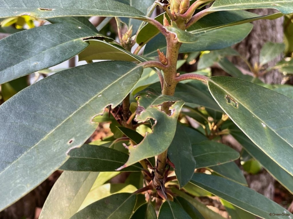 シャクナゲ 石楠花 の育て方 剪定の時期や切る枝は 芽かきや挿し木の方法は Greensnap グリーンスナップ シャクナゲ 石楠花 の育て方 剪定の時期や切る枝は 芽かきや挿し木の方法は Greensnap グリーンスナップ