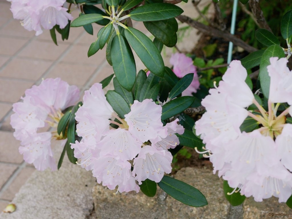 シャクナゲ 石楠花 の花言葉 怖い意味はある 花の見頃の季節や種類は Greensnap グリーンスナップ