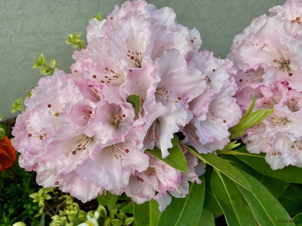 シャクナゲ 石楠花 の花言葉 怖い意味はある 花の見頃の季節や種類は Greensnap グリーンスナップ