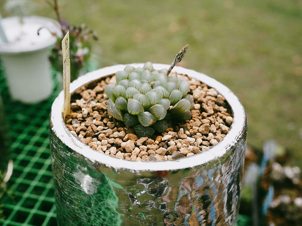 グリーンスナップマルシェ@横浜
