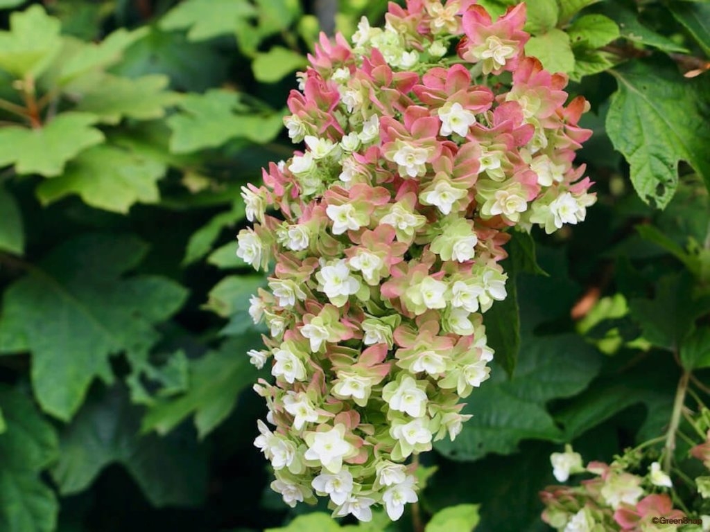 紫陽花 アジサイ の種類 珍しい希少品種 人気の白い園芸品種など15選 Greensnap グリーンスナップ