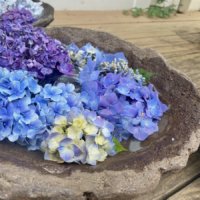 紫陽花(アジサイ)の種類｜珍しい希少品種＆人気の白い園芸品種など15選！の画像