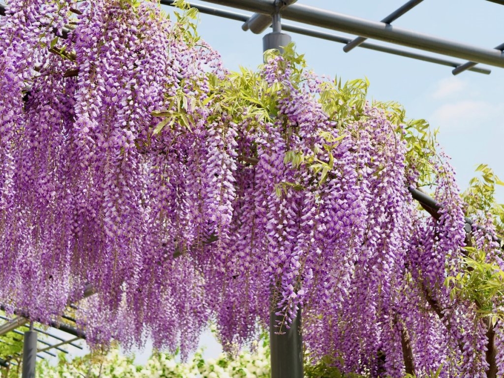 美しく咲き乱れる紫の絶景♡「藤の花」特集 | aumo[アウモ]