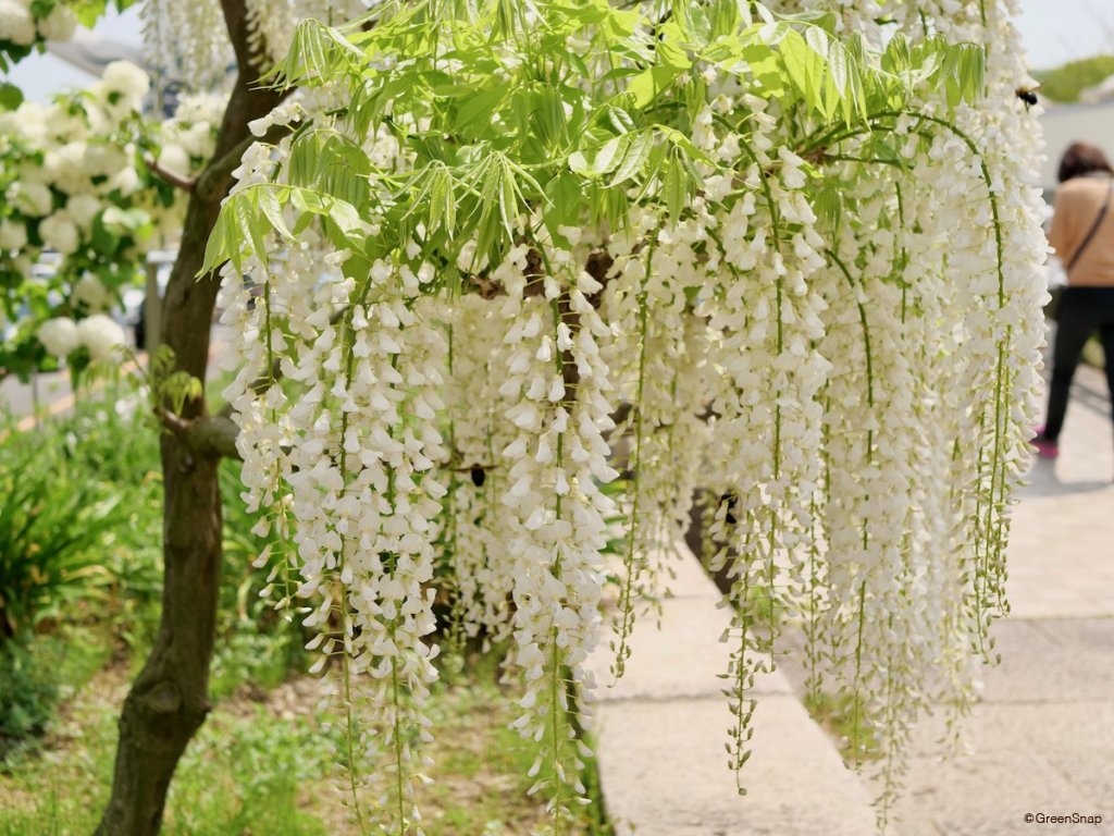 フジ 白い藤の花