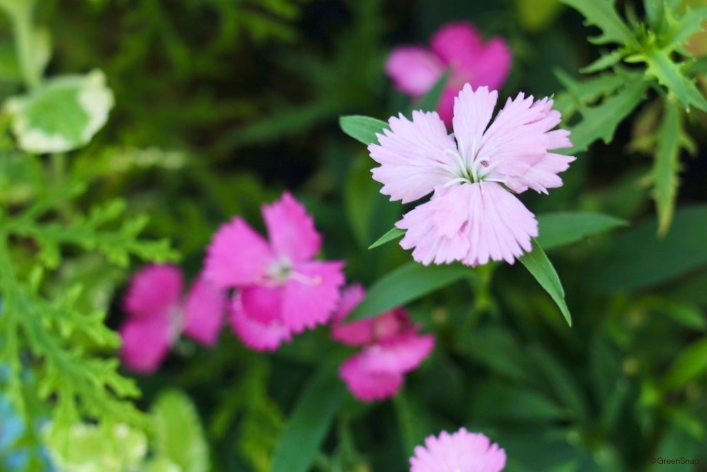 ナデシコ 撫子 の花言葉 色別の意味は 見頃の季節や人気の種類は Greensnap グリーンスナップ