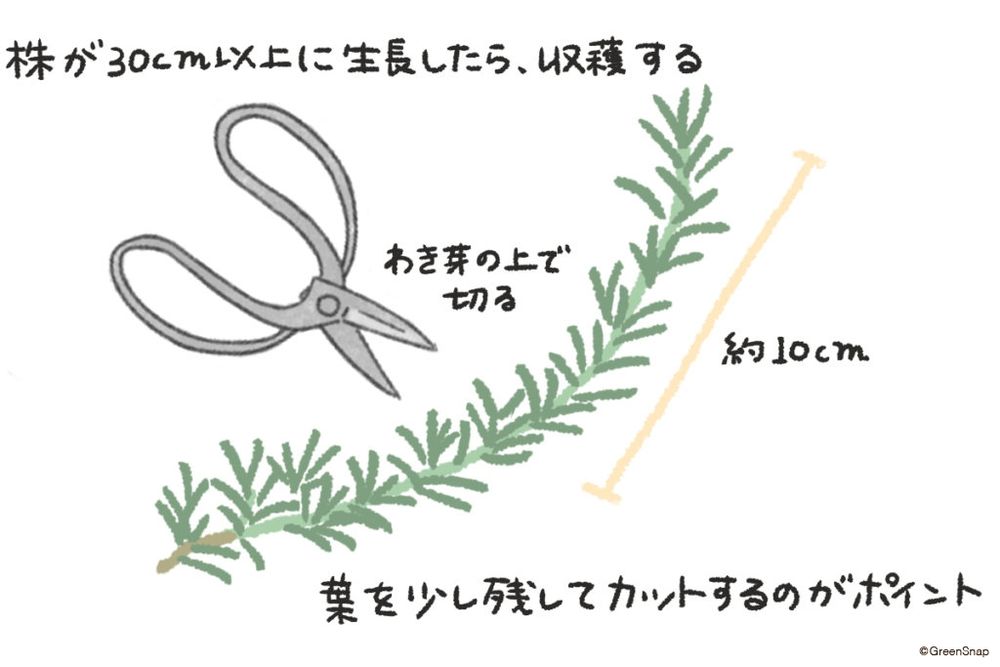 ローズマリー 収穫 イラスト