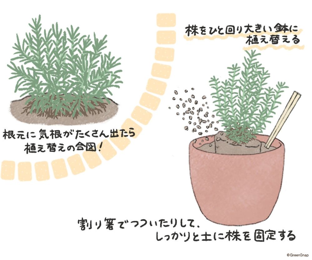 ローズマリー 植え替え イラスト