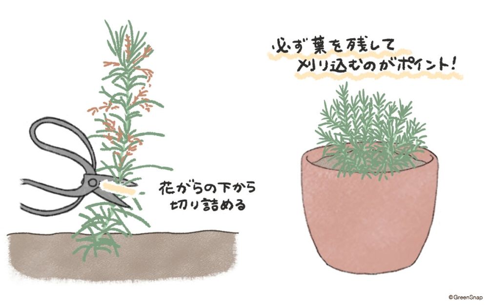 ローズマリー 剪定 イラスト
