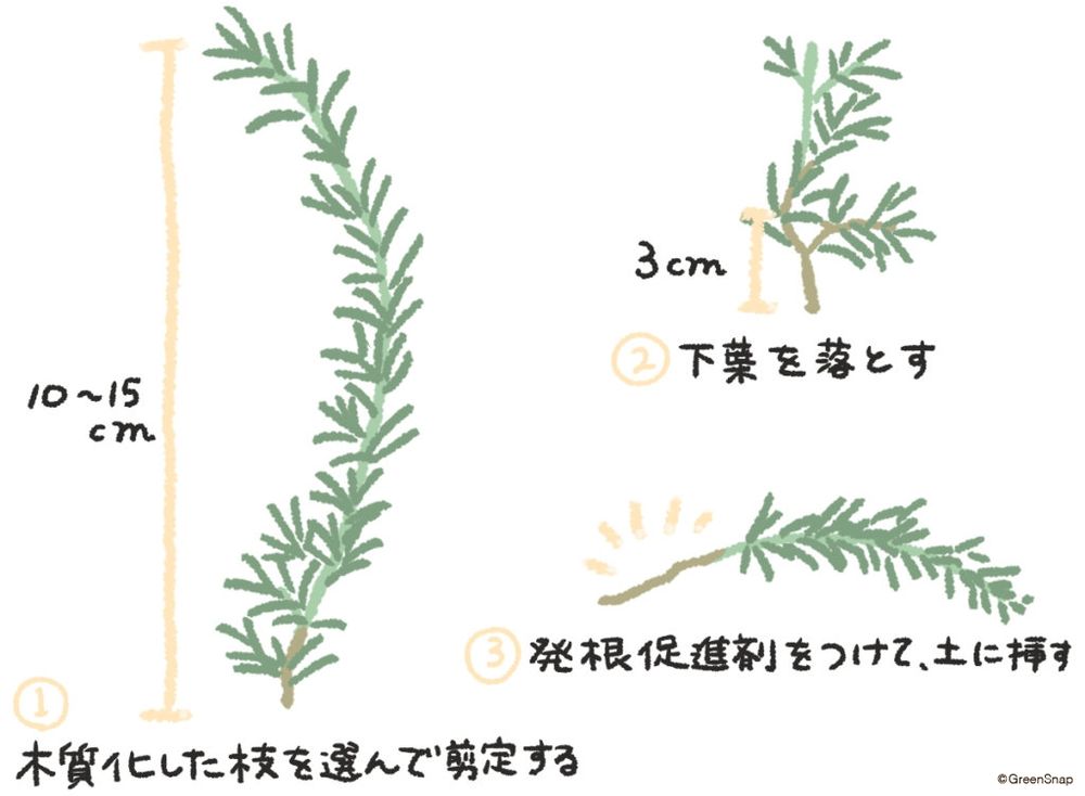 ローズマリー 挿し木 イラスト
