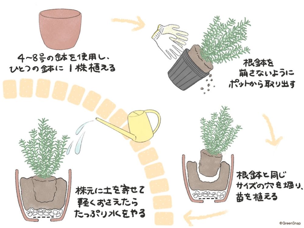ローズマリー 植え付け 鉢 イラスト
