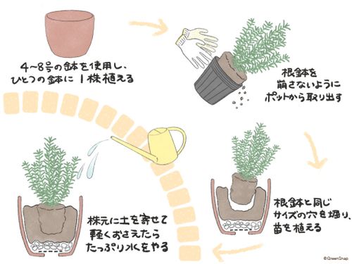 ローズマリーの育て方 室内や鉢植えでも栽培できる 植え替えのコツは Greensnap グリーンスナップ