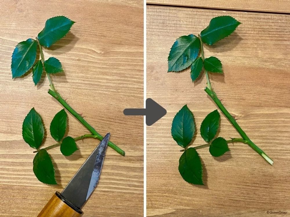 バラ 挿し木 切り口をそぐ
