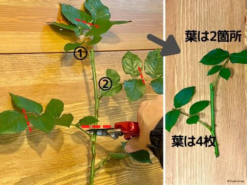 バラ 薔薇 の増やし方 挿し木と接ぎ木のコツは 鉢上げのタイミングは Greensnap グリーンスナップ