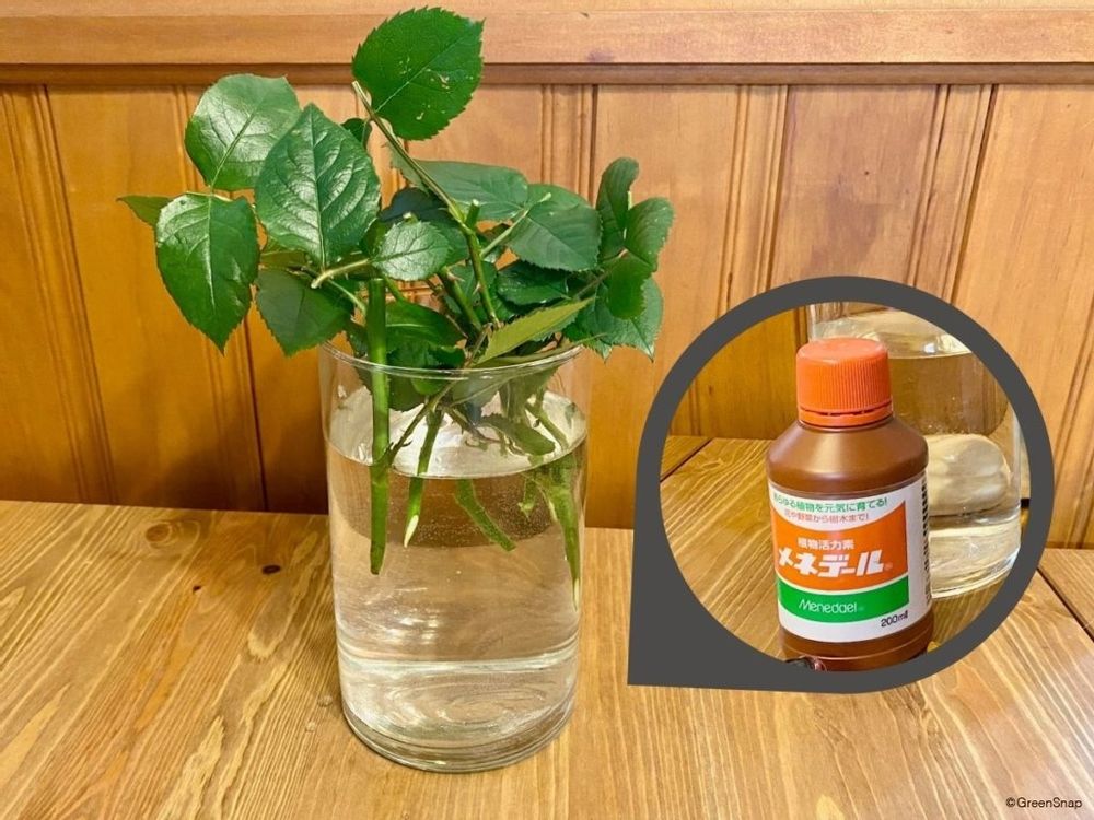 バラ 挿し木 挿し穂を水につける