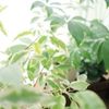 観葉植物のまわりを飛ぶコバエ。対策のカギはその種類と生態を知ること！の画像