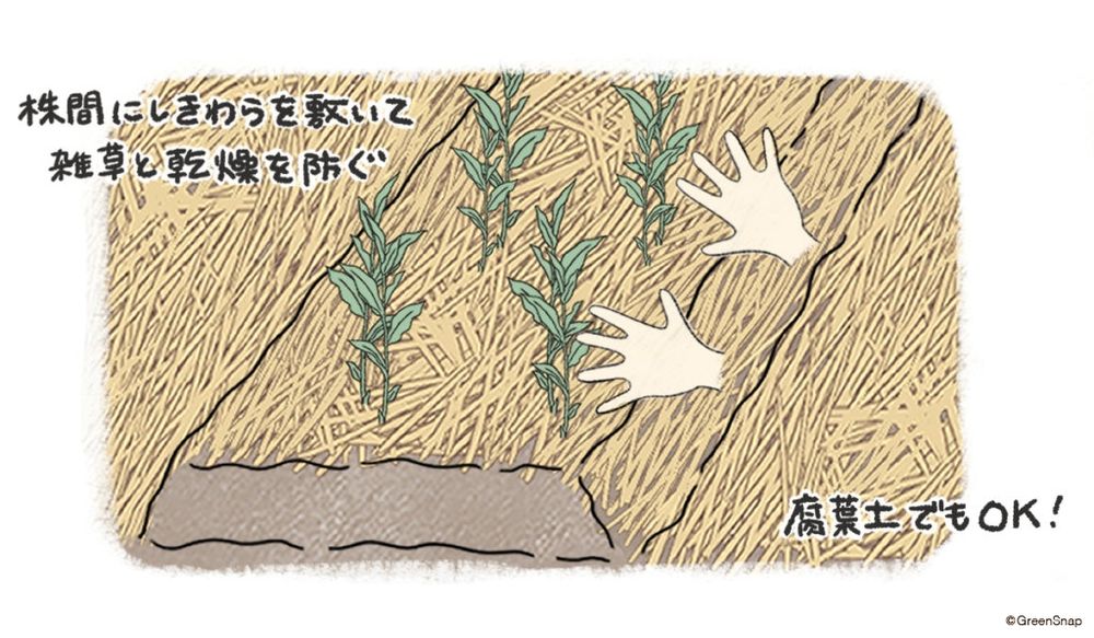 みょうが しきわら イラスト