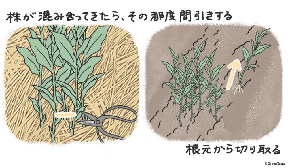 みょうが 間引き イラスト