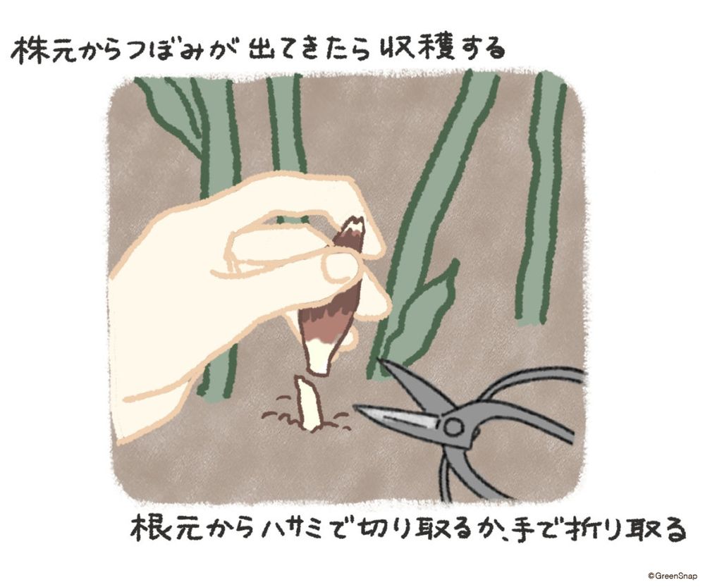 みょうが 収穫 イラスト