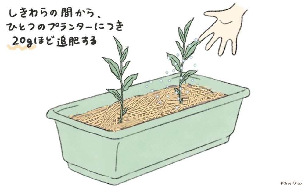 みょうが 追肥 プランター イラスト