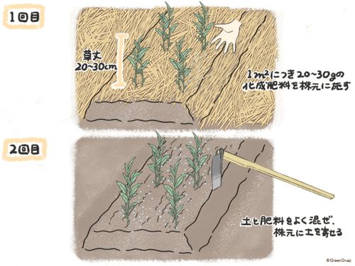 みょうが 茗荷 の栽培 育て方 植え方や収穫時期は プランターでもできる Greensnap グリーンスナップ