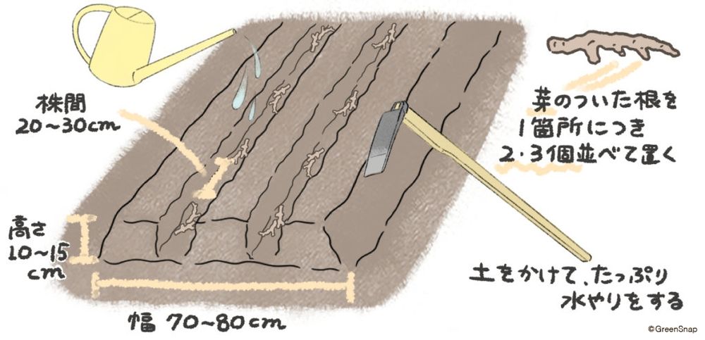 みょうが 植え付け 地植え イラスト