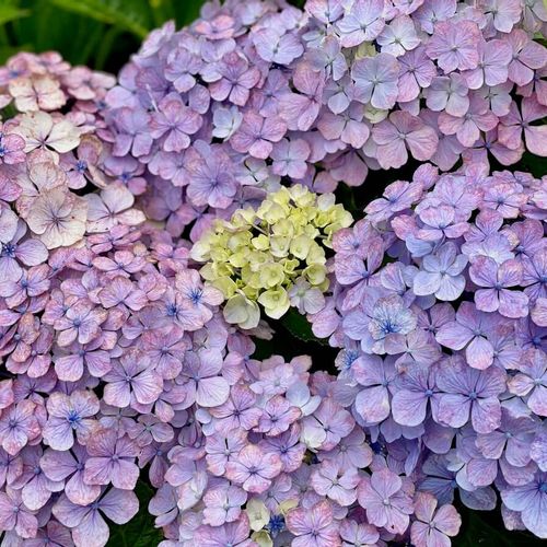 紫陽花の植え替え用土はなにがいい？青アジサイになる土の作り方は