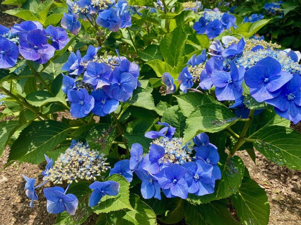 紫陽花 青いアジサイ