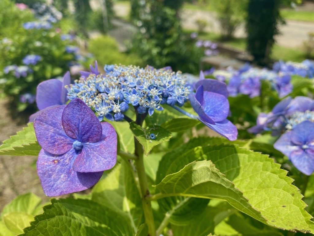 アジサイ 紫陽花 の肥料 与える時期はいつ 青や赤アジサイの追肥のコツは Greensnap グリーンスナップ