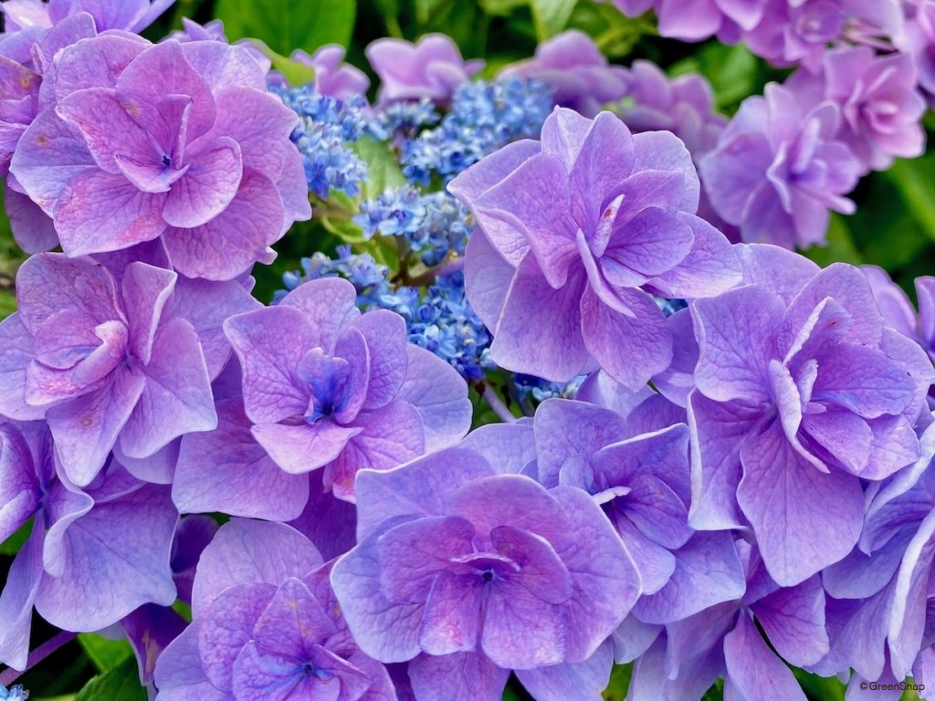 アジサイ 紫の紫陽花