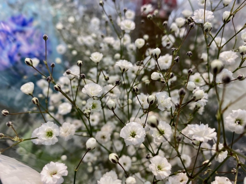 カスミソウの花言葉 怖い意味がある 花束で贈るときの注意点は Greensnap グリーンスナップ