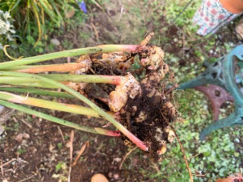 生姜 しょうが のプランター栽培 容器の大きさや収穫の時期 一緒に植えられる植物は Greensnap グリーンスナップ