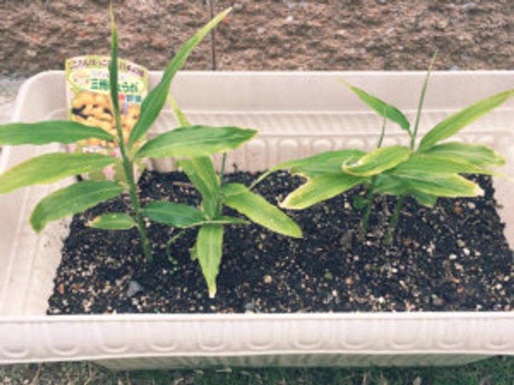 生姜　プランター栽培