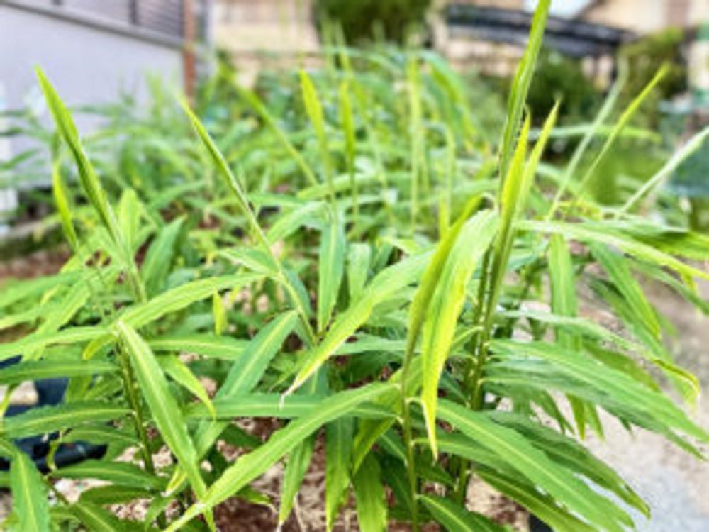 生姜　栽培