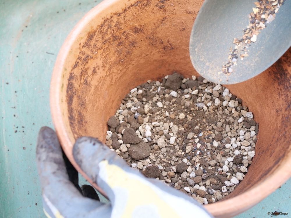 観葉植物 土 鉢