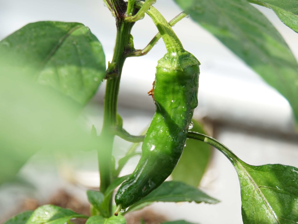 唐辛子 トウガラシ の育て方 種まきや苗植えの時期は 冬越しはできる Greensnap グリーンスナップ