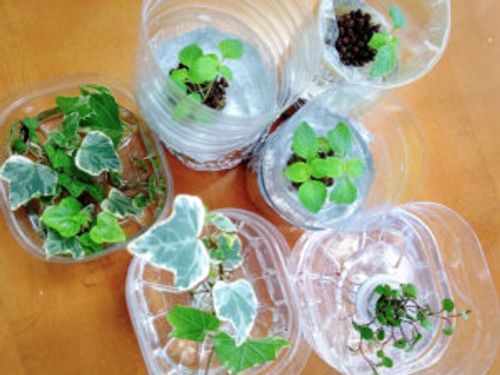 イタリアンパセリの水耕栽培 スポンジで発芽させる方法や ペットボトルでの育て方は Greensnap グリーンスナップ